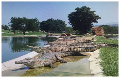 crocodile-sleeping